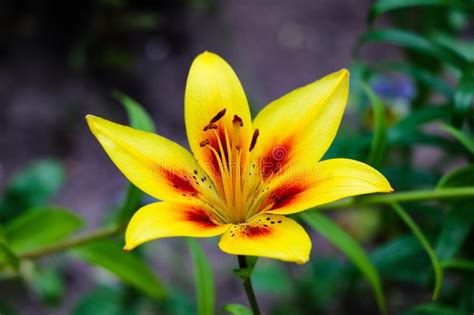 Beautiful Flowers Of Yellow Lilies Can Be Used As Background Stock