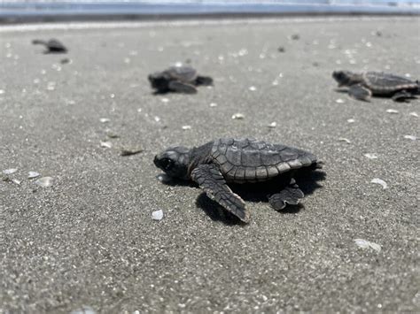 Sea Turtles Make Comeback In Georgia New Nesting Record Broken
