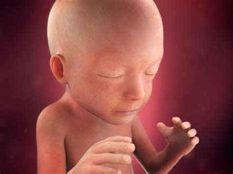 Fetal Development Week By Week Babycenter India