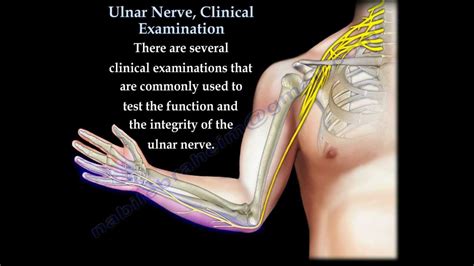 Median Nerve Hand Innervation