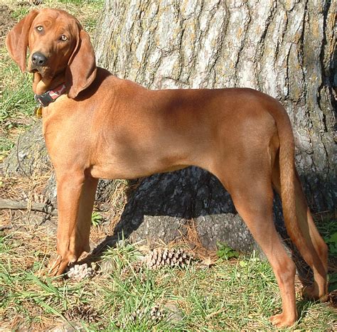 Redbone Coonhound Photos And Wallpapers The Beautiful Redbone