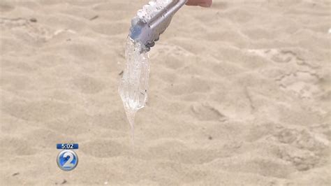 Box Jellyfish Influx Closes Hanauma Bay Pops Up In Kailua Youtube