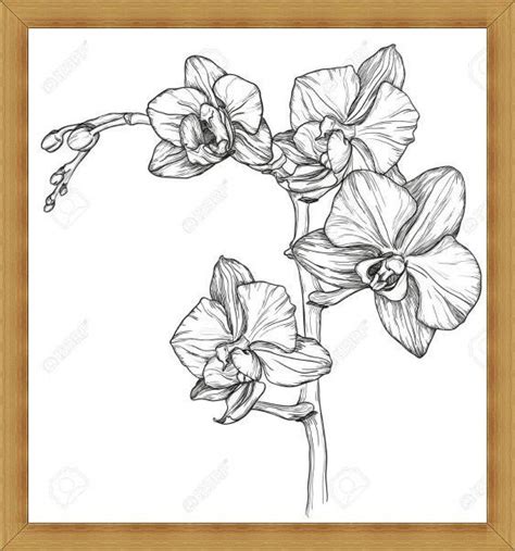 Sketsa Gambar Bunga Anggrek Kartun Adzka