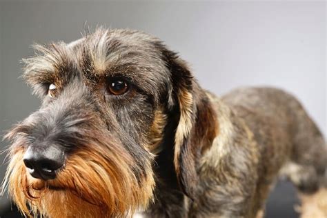 Wire Haired Dachshund Puppies Breeders And Breed Guide All Things Dogs