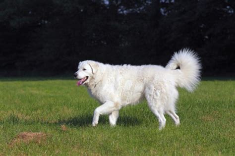 Hungarian Kuvasz Breed History And Characteristics Best Guide