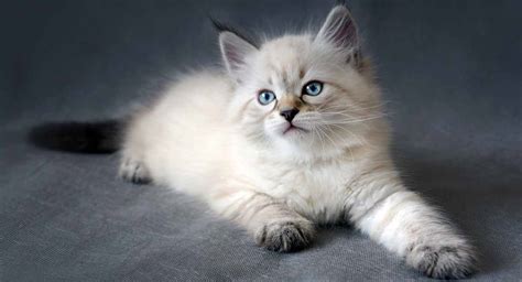 The siberian cat is also known for their warm personality that belies the cold region where they. Siberian Cat: A Complete Guide to the Unique Siberian ...