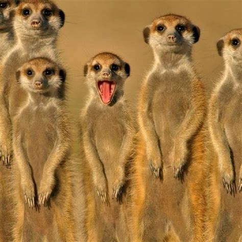 23 Best Meerkat Love Images On Pinterest Wild Animals Animal