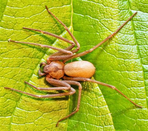 A Brown Recluse Spider At Lake Travistexas Bugs In The News