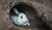 Rabbit Hole in Farmer’s Field Leads to Mysterious Cave Network