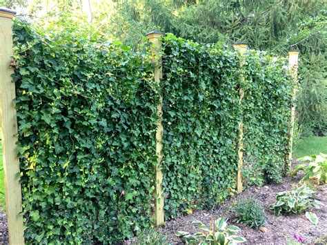 Green Living Fence Panels Great Growins