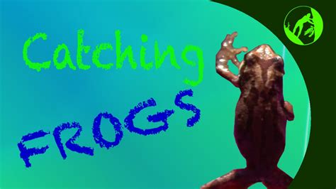 Frog songs & poems, froggy's catching a fly song original lyrics. Catching Frogs - YouTube