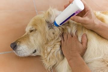 It traps dirt and keeps it from entering the inner ear. How To Clean Dog Ears | Upgrade: November 2020 ...