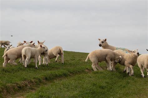 Sheep Lamb Livestock Free Photo On Pixabay Pixabay