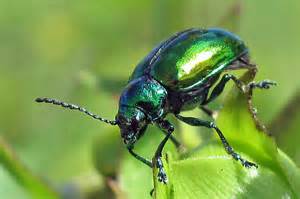 Emerald Green Beetle Chrysochus Auratus Bugguidenet