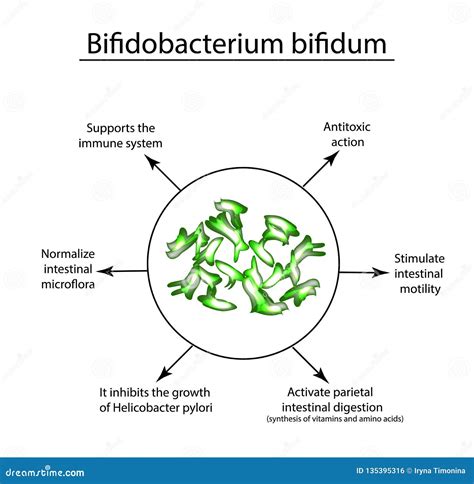Useful Properties Of Bifidobacteria Bifidobacterium Bifidum Stock