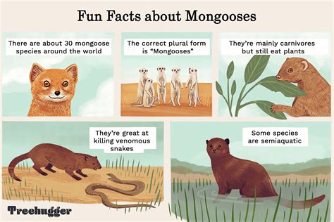 8 Magnificent Mongoose Facts