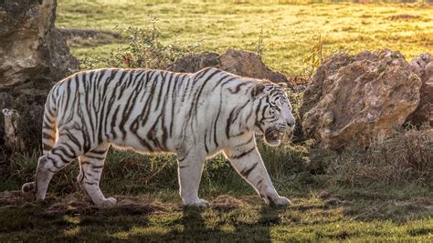 White Tiger Hd Wallpaper Background Image 2048x1155 Id883548