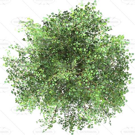 16 Tree Top View Photoshop Images Top View Trees Plans Plan View