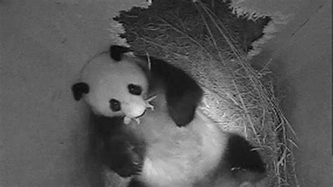 Viedenská Zoo Sa Raduje Narodila Sa Im Malá Panda Nový Čas