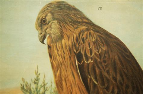 German Birds Of Prey School Poster For Sale At Pamono