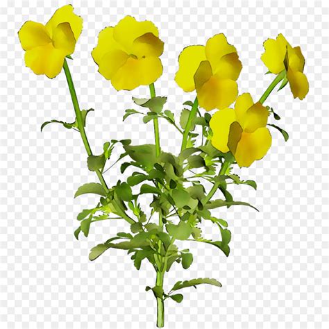 Mustard Flower Png