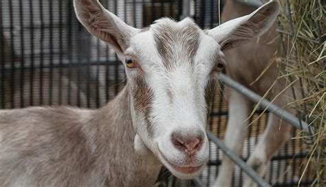 Dairy Goats Afrc Ian Grieve Flickr Hobby Farms
