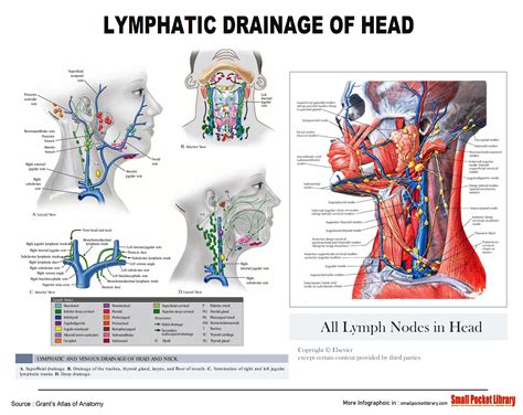 Poster Lymphatic Drainage Of Head