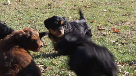 They are great loving companions for active owners and families find bernedoodle puppies for sale on pets4you.com. Standard Bernedoodle Puppies For Sale - YouTube