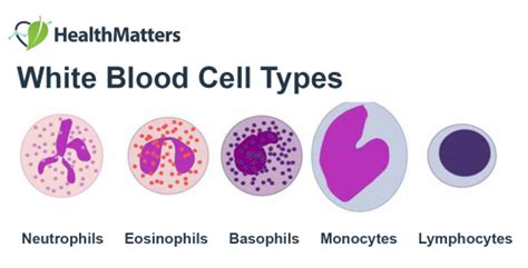 What Are White Blood Cellsleukocytes By Dereje Merga Medium