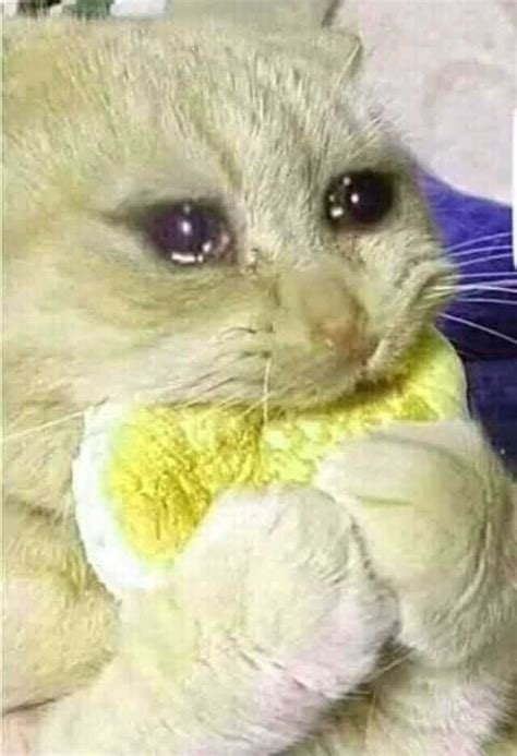 Crying Cat Meme With Many Heart Emojis Keep Meme Images