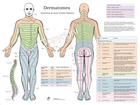dermatomes myotomes and dtr poster 18 x 24 chiropractic etsy in 2022 chiropractic spinal