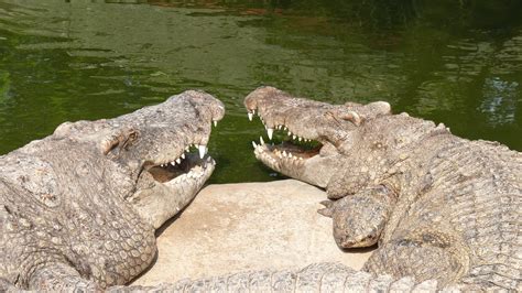 Details On Pastor Trying To Walk On Water To Prove He S A GOD Being Eaten By Crocodiles For