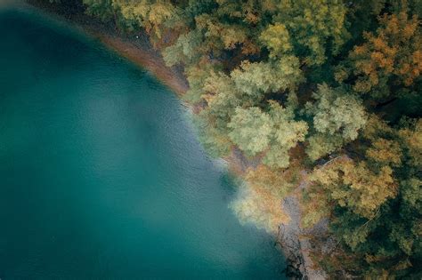 Drone View Of Tree Tops Near Silent Ocean In Autumn · Free Stock Photo