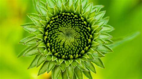 Greeny Sunflower Bud With Green Background Hd Flowers Wallpapers Hd
