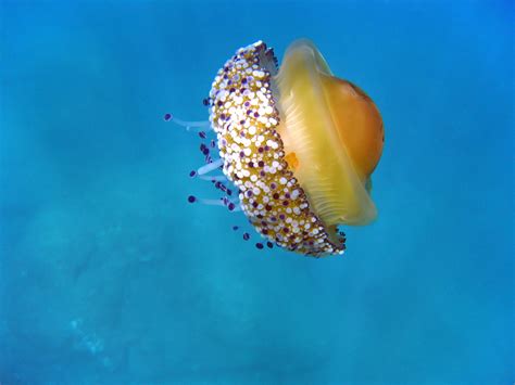 The Weird And Wonderful World Of Jellyfish Animalogic