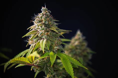 New Cannabinoid Discovered in Cannabis sativa: (-)-trans-Δ9-THCP ...