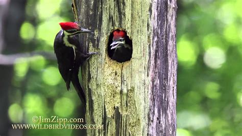 Pileated Woodpecker Nest Youtube