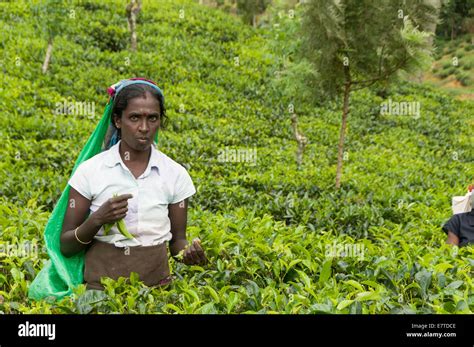 Local Sri Lankan Women Picking Tea In A Plantation In Kandy Sri Lanka