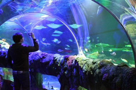 Sea Life Michigan Aquarium Grand Opening And Giveaway Mom Among Chaos