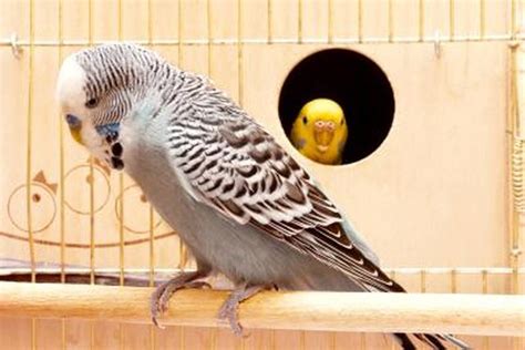 Signs Of Pregnancy In A Budgie Cuteness