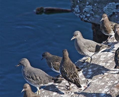 Pictures And Information On Surfbird