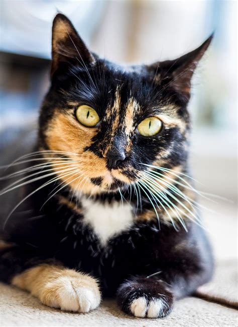 54 Best Calicos And Tortoiseshells Images On Pinterest Beautiful Cats