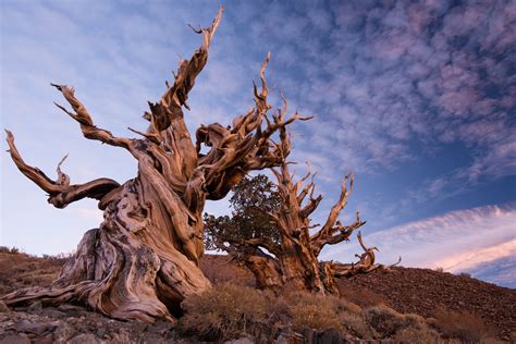 But, we do know of one such tree that is considered to be the oldest tree in the world. 11 of the World's Most Ancient Trees as of 2016 ...