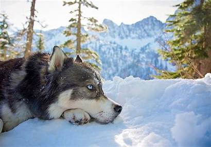 Husky Snow Siberian Dog Animals Mountains Wallpapers