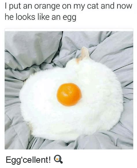 25 Best Memes About Eggcellent Eggcellent Memes