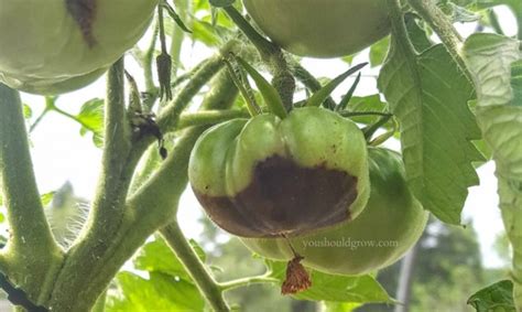 5 Unbelievable Things Epsom Salt Does For Tomato Plants