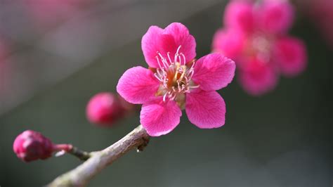 Wallpaper Red Branch Blossom Pink Flower Bloom Flora Bud