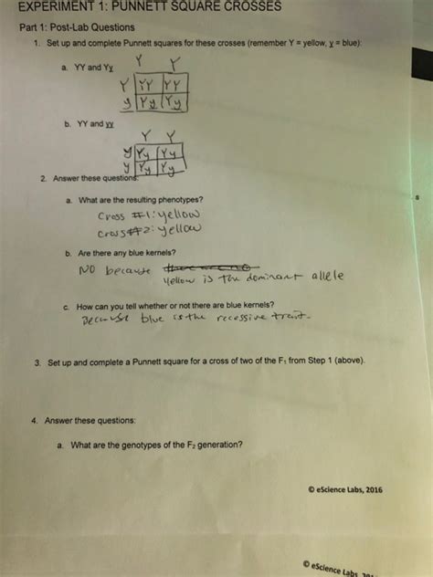 See full list on wikihow.com Solved: EXPERIMENT 1: PUNNETT SQUARE CROSSES Part 1: Post ...