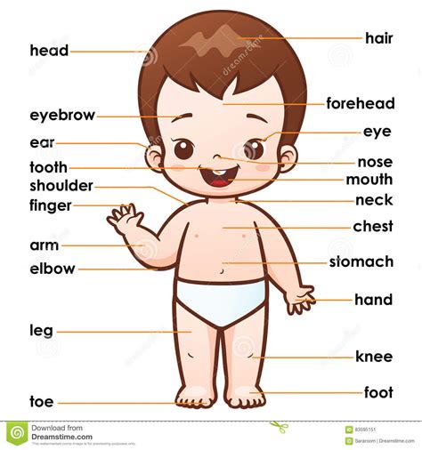 The upper part of the trunk is the chest and the lower part spare parts for the body. Vocabulary part stock vector. Illustration of mouth, chest ...