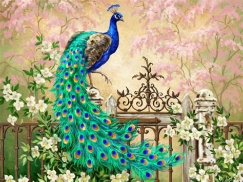 Top 100 Most Beautiful And Colorful Pictures Of Peacock